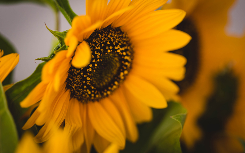 Sunflower: Symbol of Strength & Hope at HAYVN Coworking